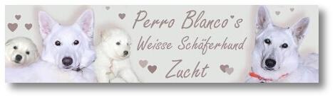 Perro-Blanco-Weiße-Schäferhund-Zucht von Ilka Meier