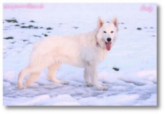 Weißer-Schäferhund von Perro-Blanco