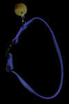Halsband.jpg (14188 Byte)